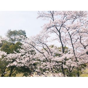 画像3: 関連商品がある12