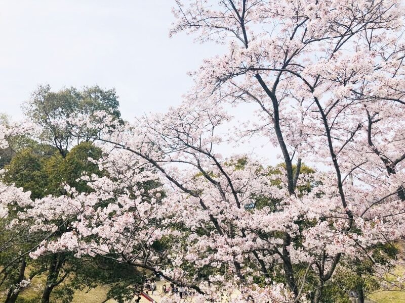 画像10: サムネイル10枚 (10)