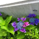 画像: ニュース③非表示